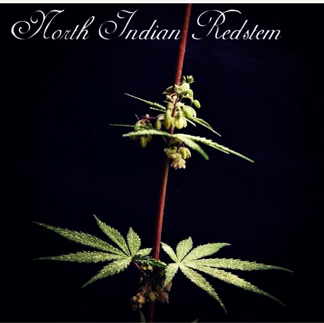 NORTH INDIAN REDSTEM